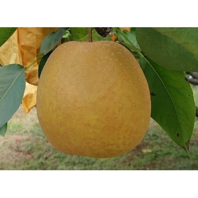 こたつで食べる冬の梨「王秋」3kg【五本松まえ柴】