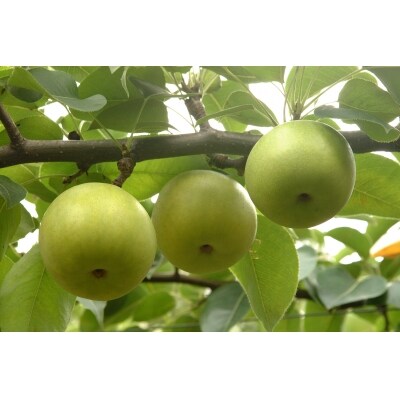 二十世紀梨 5キロ(鳥取いなば農業協同組合)