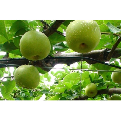 二十世紀梨 5kg【たにがみ農園】
