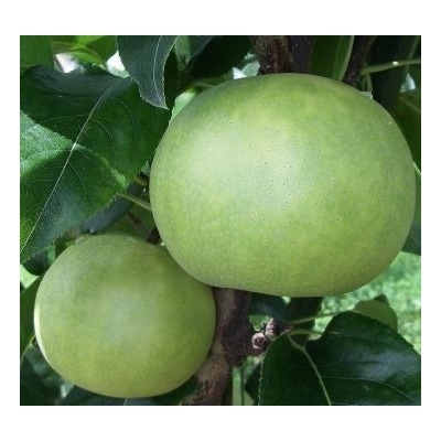 なつひめ 3キロ【安田農園】