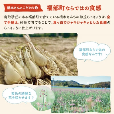 橋本さんちの砂丘らっきょう甘酢漬け 800g