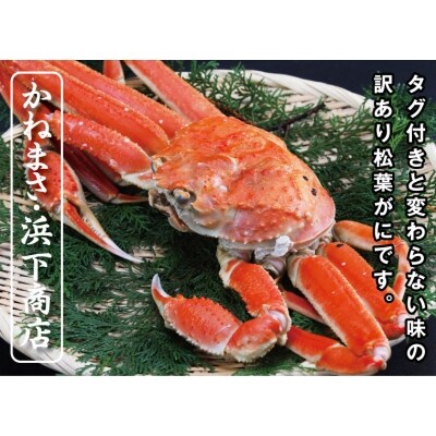 鳥取賀露港 訳あり浜茹で松葉がに 大 1枚【かねまさ・浜下商店】