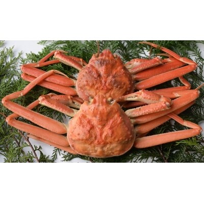 茹で松葉ガニ(小)(株式会社つづお)
