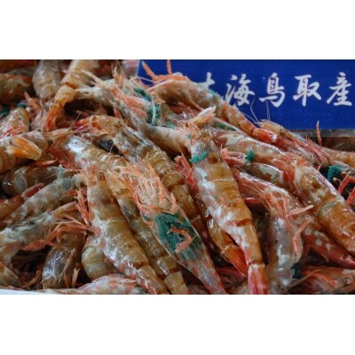 鳥取県産 冷凍もさえび 中村商店 お礼品詳細 ふるさと納税なら さとふる 鳥取県産 冷凍もさえび 中村商店 お礼品詳細 ふるさと納税なら さとふる