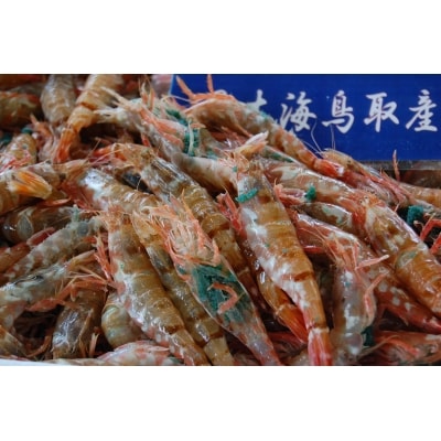 鳥取県産 冷凍もさえび【中村商店】