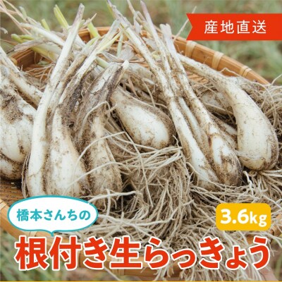 橋本さんちの根付き生らっきょう 3.6kg