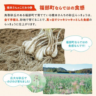 橋本さんちの根付き生らっきょう 3.6kg