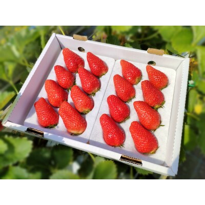 鳥取産苺「あきひめ」大粒詰め合わせ【苺工房たけうち】