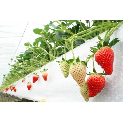 鳥取産苺「あきひめ」大粒詰め合わせ【苺工房たけうち】