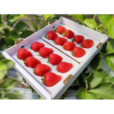 鳥取県新ブランド苺「とっておき」大粒詰め合わせ【苺工房たけうち】