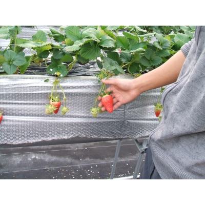 鳥取県新ブランド苺「とっておき」大粒詰め合わせ【苺工房たけうち】