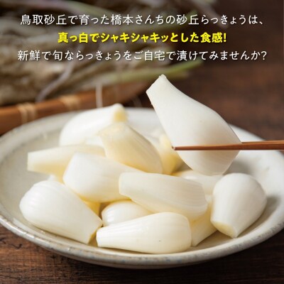 橋本さんちの根付き生らっきょう 6kg