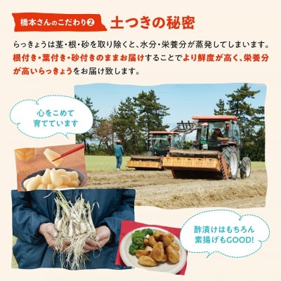 橋本さんちの根付き生らっきょう 6kg