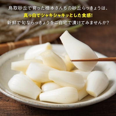 橋本さんちの根付き生らっきょう 12kg