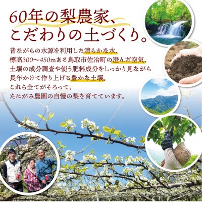 王秋梨 2.5kg【たにがみ農園】