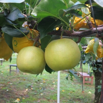 二十世紀梨 5kg【ひかり果樹の会】