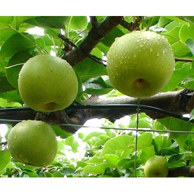 二十世紀梨 5kg箱 (約12~18玉)