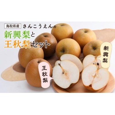 新興梨・王秋梨詰め合わせ 5kg箱 (玉数は合わせて約6～12玉)