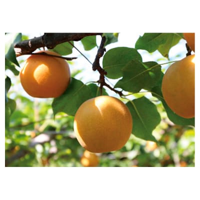 新興梨・王秋梨詰め合わせ 5kg箱 (玉数は合わせて約6～12玉)