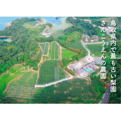 新興梨・王秋梨詰め合わせ 5kg箱 (玉数は合わせて約6～12玉)