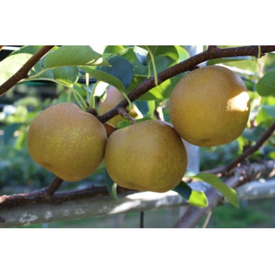 新甘泉梨 3kg箱(約6～10玉)