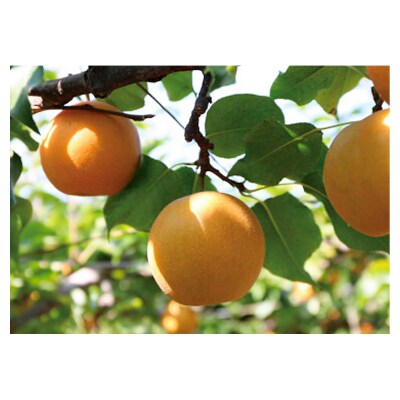 新興梨 化粧箱 2.5キロ(砂丘のなし屋さん)