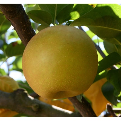 訳あり 新甘泉 5kg【やぶやフルーツガーデン】