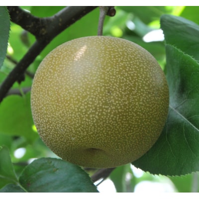 訳あり 秋栄梨 5kg【やぶやフルーツガーデン】