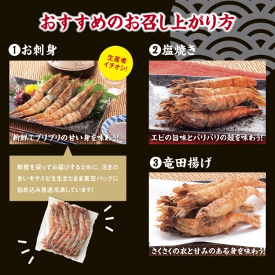 猛者海老 15匹×2パックセット【山根商店】