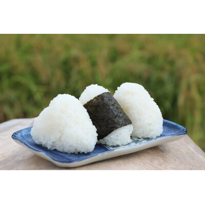 【定期便3回】新春定期便 鹿野のさくら姫米
