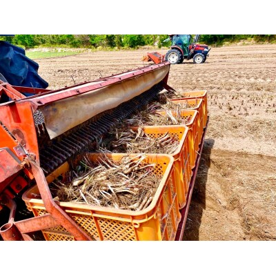 橋本さんちの生洗いらっきょう 3kg (らっきょう酢付)