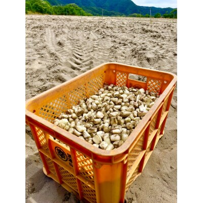 橋本さんちの生洗いらっきょう 3kg (らっきょう酢付)