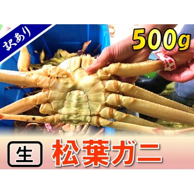 【魚倉】足1本なし生松葉ガニ(並500g)訳あり
