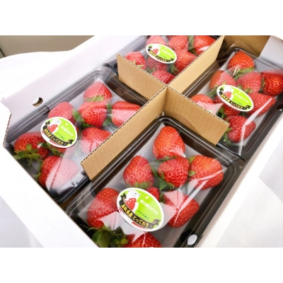 鳥取県新ブランド苺「とっておき」4パック詰合せ【苺工房たけうち】