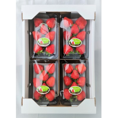 鳥取県新ブランド苺「とっておき」4パック詰合せ【苺工房たけうち】