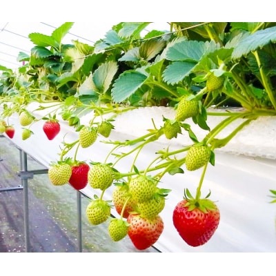 鳥取県新ブランド苺「とっておき」4パック詰合せ【苺工房たけうち】