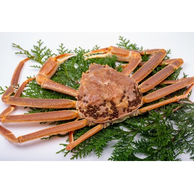 【竹】極選松葉ガニ (ボイル) 600g級 ブランドタグ付(さんチョク)