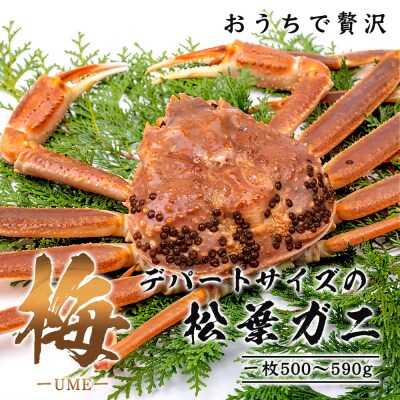 【梅】極選松葉ガニ (ボイル) 500g級 ブランドタグ付(さんチョク)