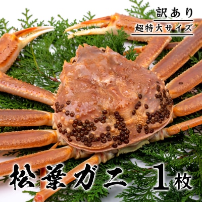 【訳あり】 松葉ガニ(ボイル) 1kg 級 超特大サイズ(さんチョク)