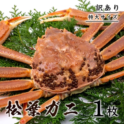【訳あり】 松葉ガニ(ボイル)  800g級 特大サイズ(さんチョク)