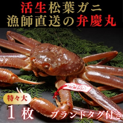松葉ガニ活生「特々大1枚」ブランドタグ付き※着日指定不可※【弁慶丸】
