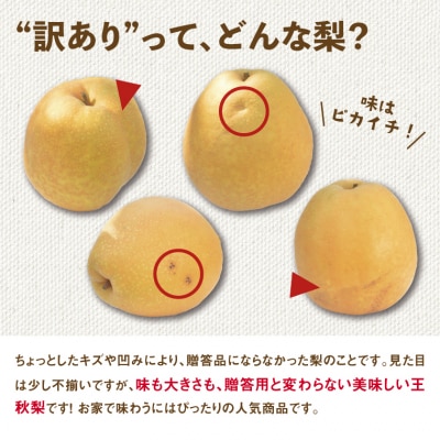 訳あり 王秋梨 5kg【やぶやフルーツガーデン】