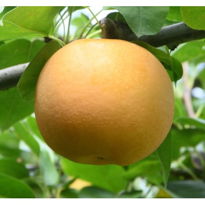 あきづき 5kg【やぶやフルーツガーデン】