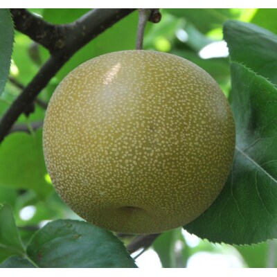 秋栄梨 3kg【やぶやフルーツガーデン】