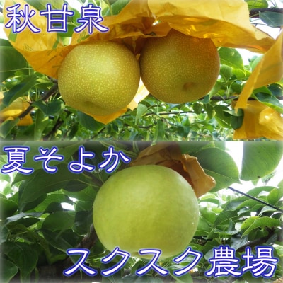 秋甘泉・夏そよかセット 秀品 2.5kg箱【スクスク農場】