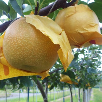 秋甘泉・夏そよかセット 秀品 2.5kg箱【スクスク農場】