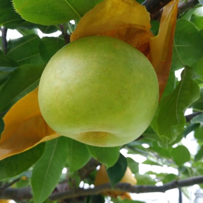 秋甘泉・夏そよかセット 秀品 2.5kg箱【スクスク農場】