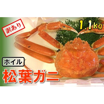 【魚倉】足1本なしボイル松葉ガニ (特特大1,100g) 訳あり