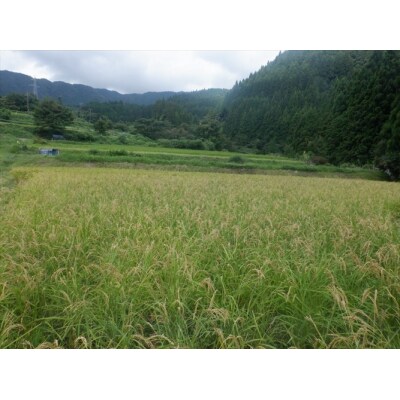 【11月順次発送】江戸時代のお米! 穂増(玄米) 10kg 令和8年産
