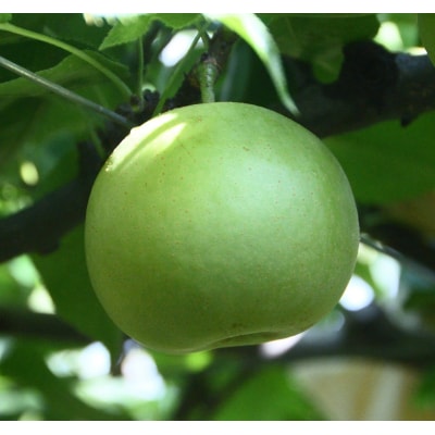 二十世紀梨 3kg【やぶやフルーツガーデン】